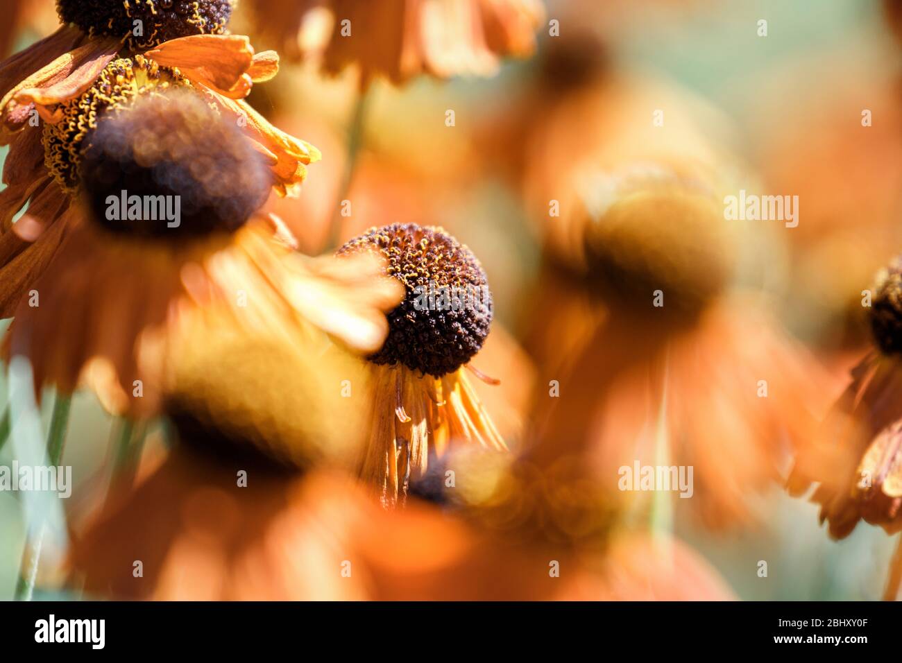 Orange Rostfarbe technachica mit verschwommener Wirkung Stockfoto