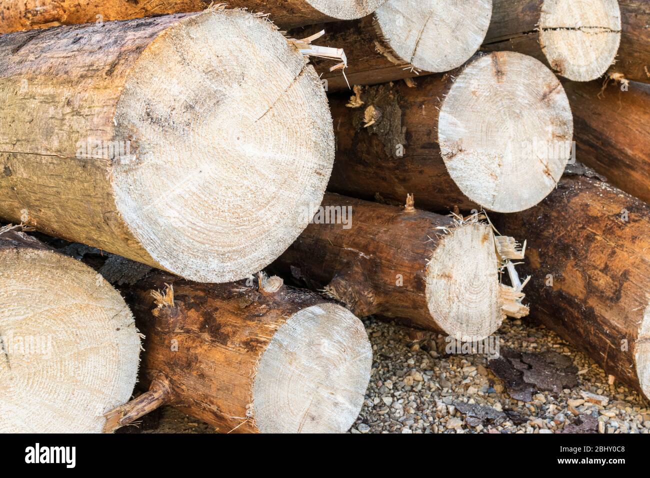 Baumstämme übereinander gestapelt. Holz Stockfoto
