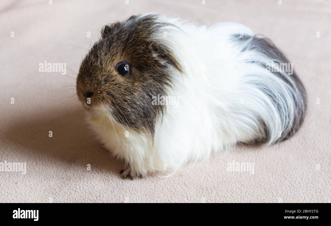 Braun-weißes Meerschweinchen auf einer Decke Stockfoto