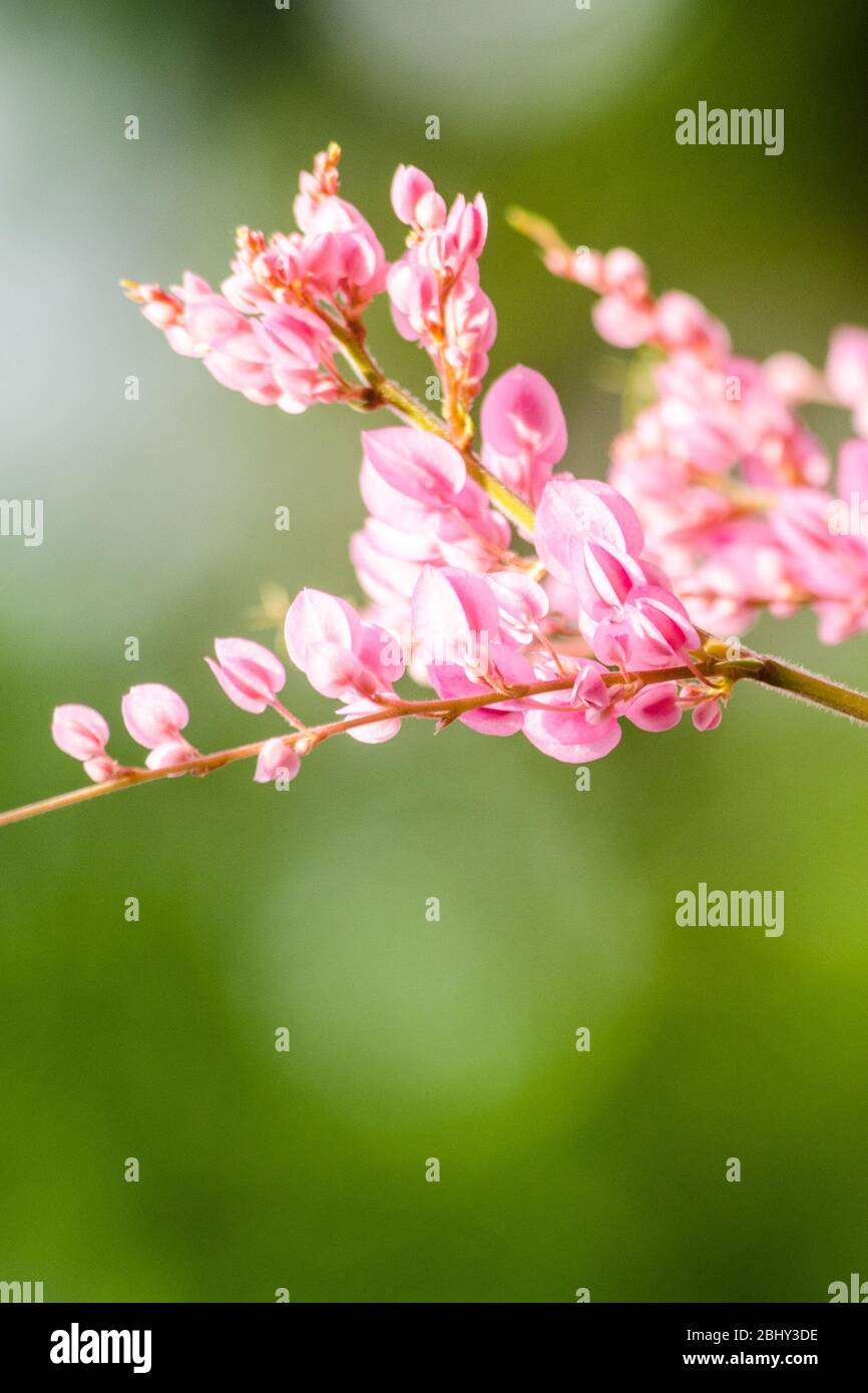 konföderierte Rebe, Korallenrebe, mexikanische Korallenrebe Mexican Kriechgang, Königin; s Juwelen, Kranz der Königin ist Plan der Polygonaceae, ist aperennial, das nativ ist Stockfoto