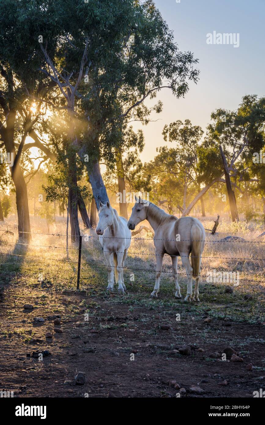 Portrait im frühen, nebeligen Morgenlicht auf einer Outback-Rinderstation eines weißen Zuchthengstes und seines Sohnes, der sich auf einer Station in Queensland wieder verbindet. Stockfoto