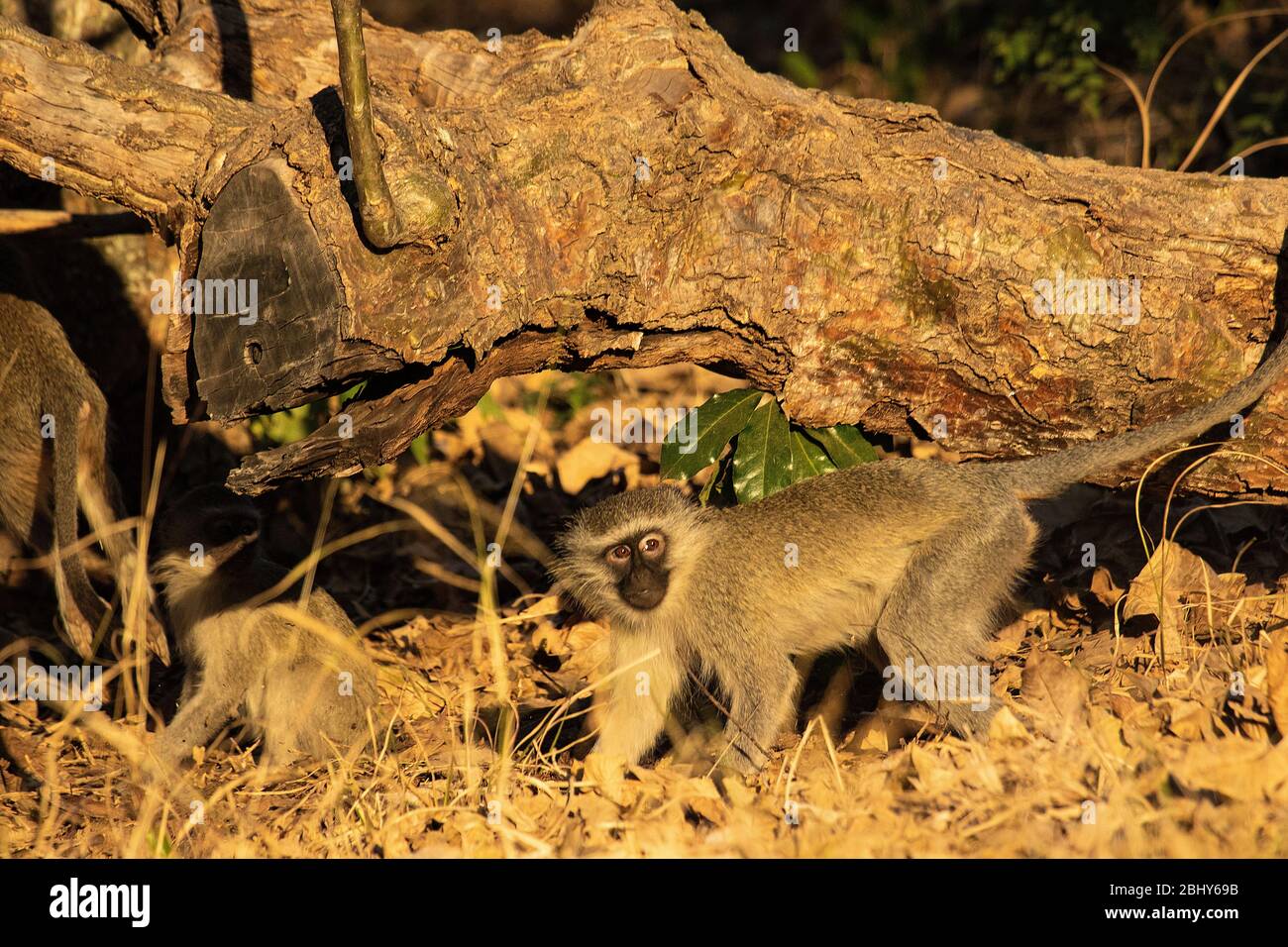 Vervet Affe (Chlorocebus pygerythrus). Timbavati Game Reserve, Südafrika Stockfoto