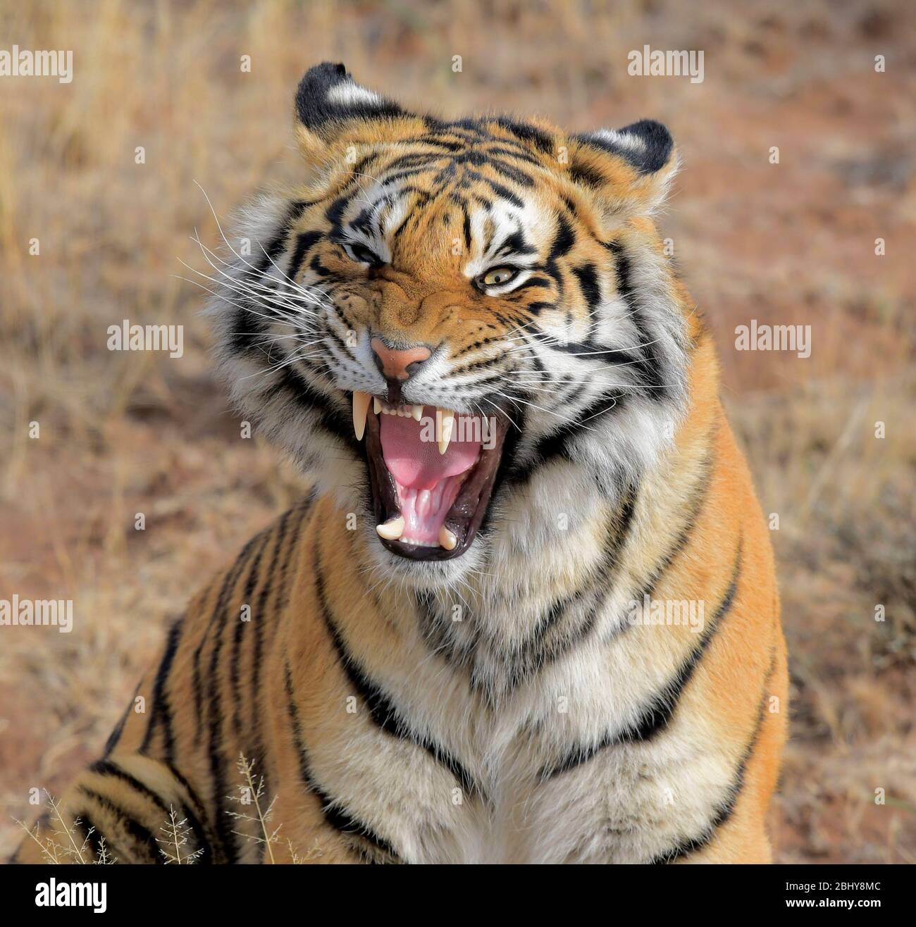 Wilder Tiger, Tiger Canyons, Freistaat, Südafrika. Sie werden von John Varty als Ersatz für ausgestorbene Tiger in Asien gezüchtet. Stockfoto