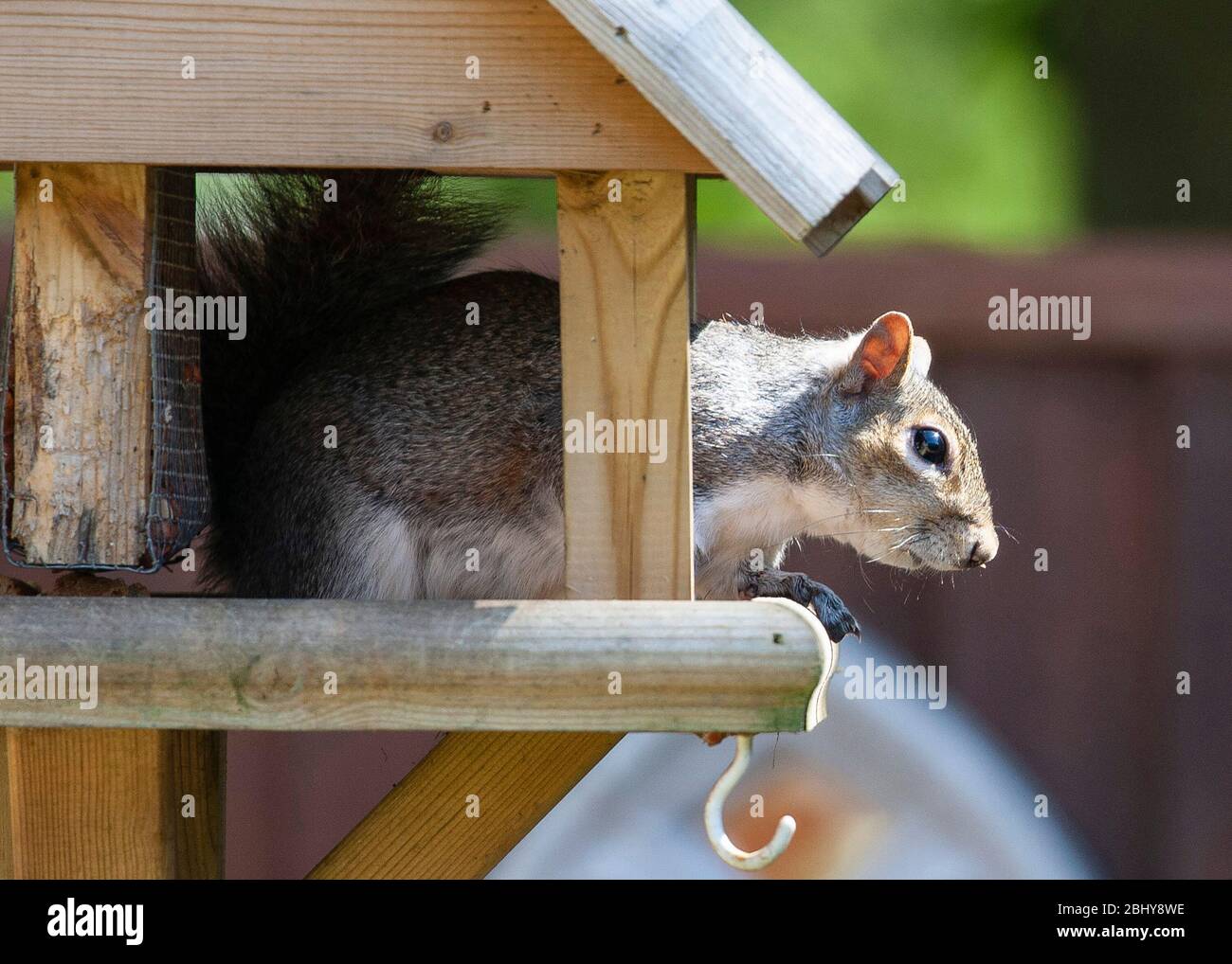 Amüsantes Bild eines frechen Eichhörnchens auf einem Vogeltisch im Garten Stockfoto