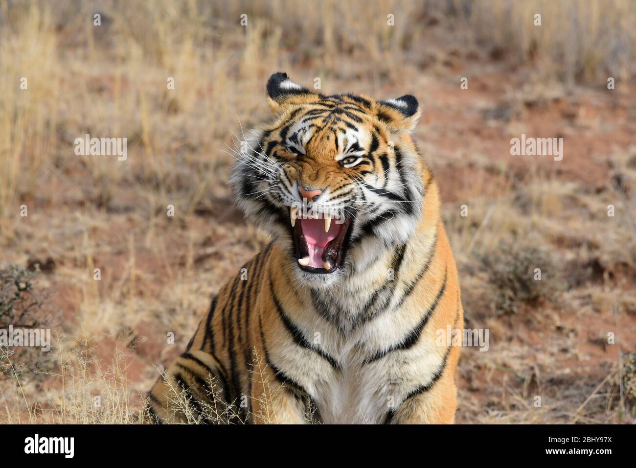 Wilder Tiger, Tiger Canyons, Freistaat, Südafrika. Sie werden von John Varty als Ersatz für ausgestorbene Tiger in Asien gezüchtet. Stockfoto