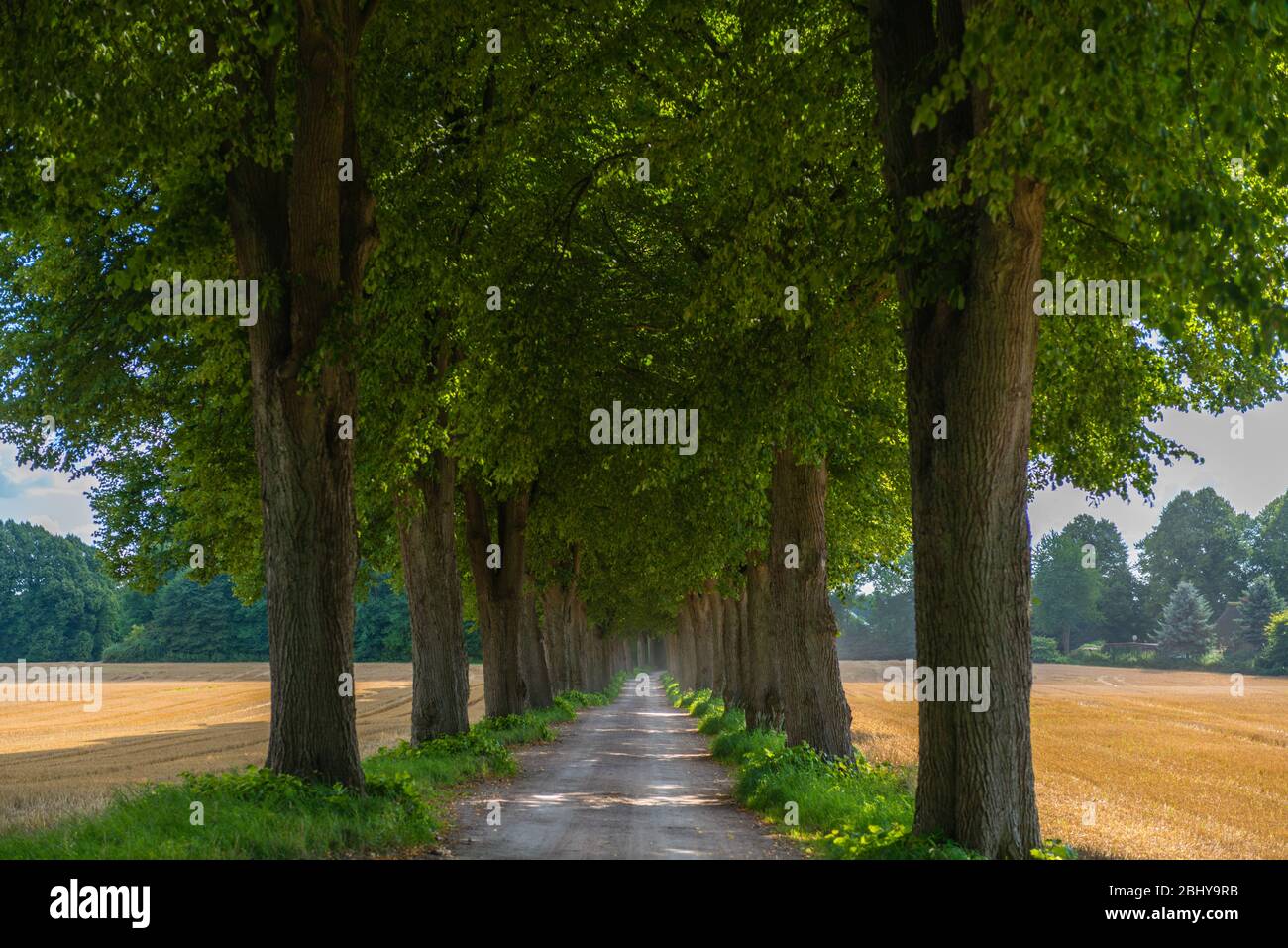 Gasse, mit Auszeichnung 'Schoene Allee 2010' oder 'schöne Gasse', Bad Malente-Rachut, Kreis Ostholstein, Schleswig-Holstein, Norddeutschland, Europa Stockfoto