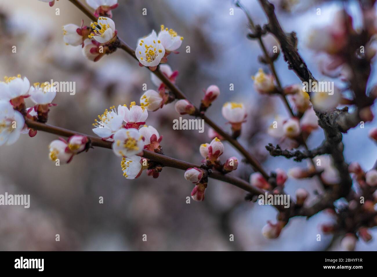 Aprikosenbaum Fee Blumen. Frühling rosa-weiße Blüten auf Aprikosenzweig Stockfoto