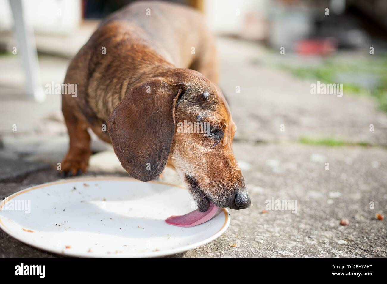 Ein alter brauner kranker Hund versucht, etwas Nahrung für seinen besseren Zustand zu essen, tierisches Konzept Stockfoto