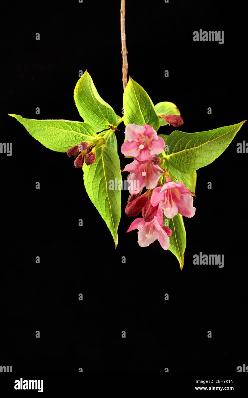 Frühling blüht Fotos und Bildmaterial in hoher Auflösung Alamy
