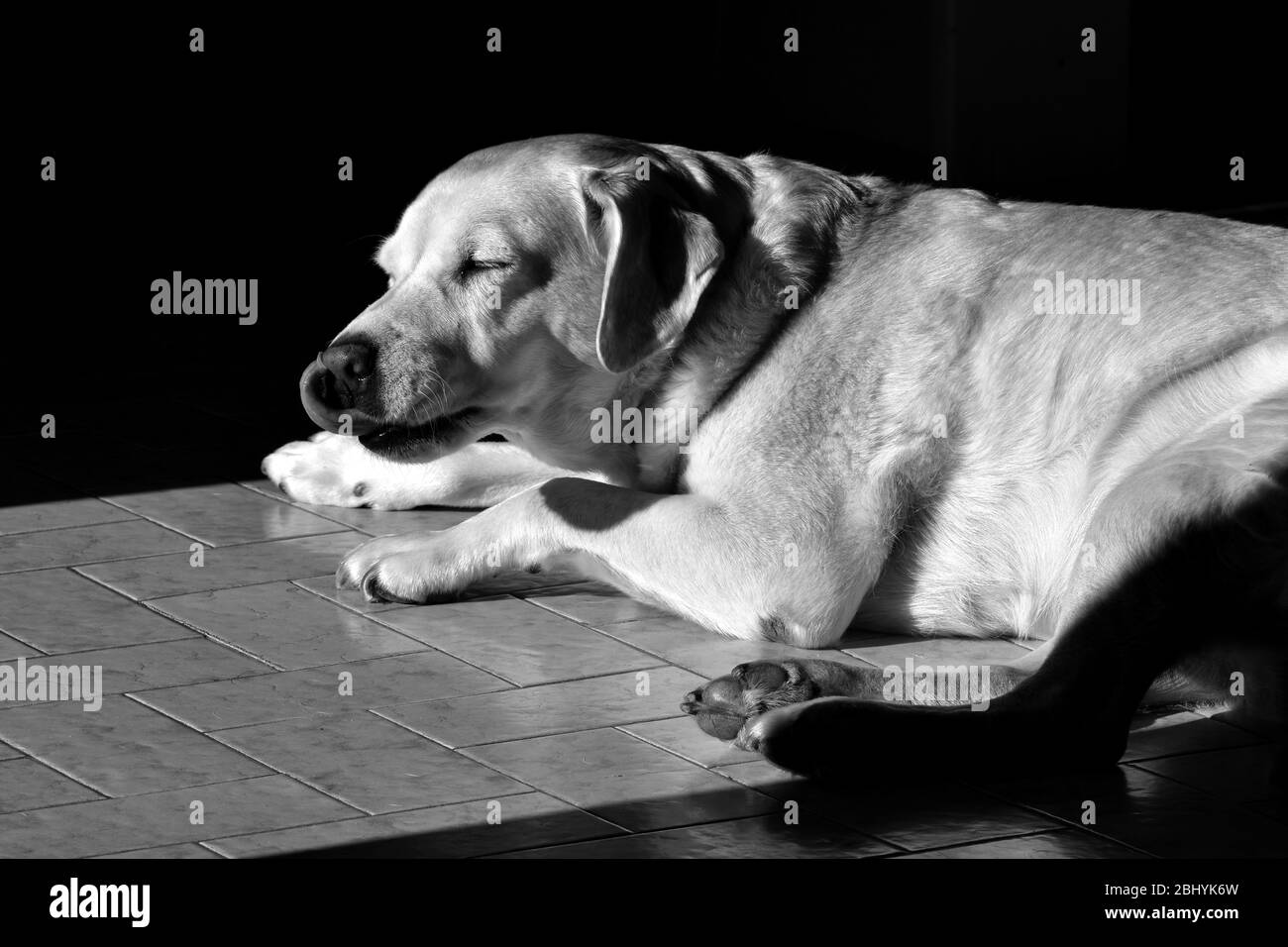 Portrait von lustigen Labrador Retriever am Küchenboden liegen whit Zunge heraus Stockfoto