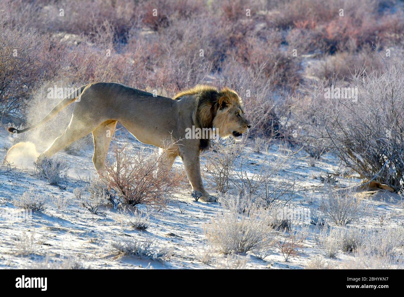 Kalahari Lions, Kgalagadi Transfrontier Park, Südafrika Stockfoto