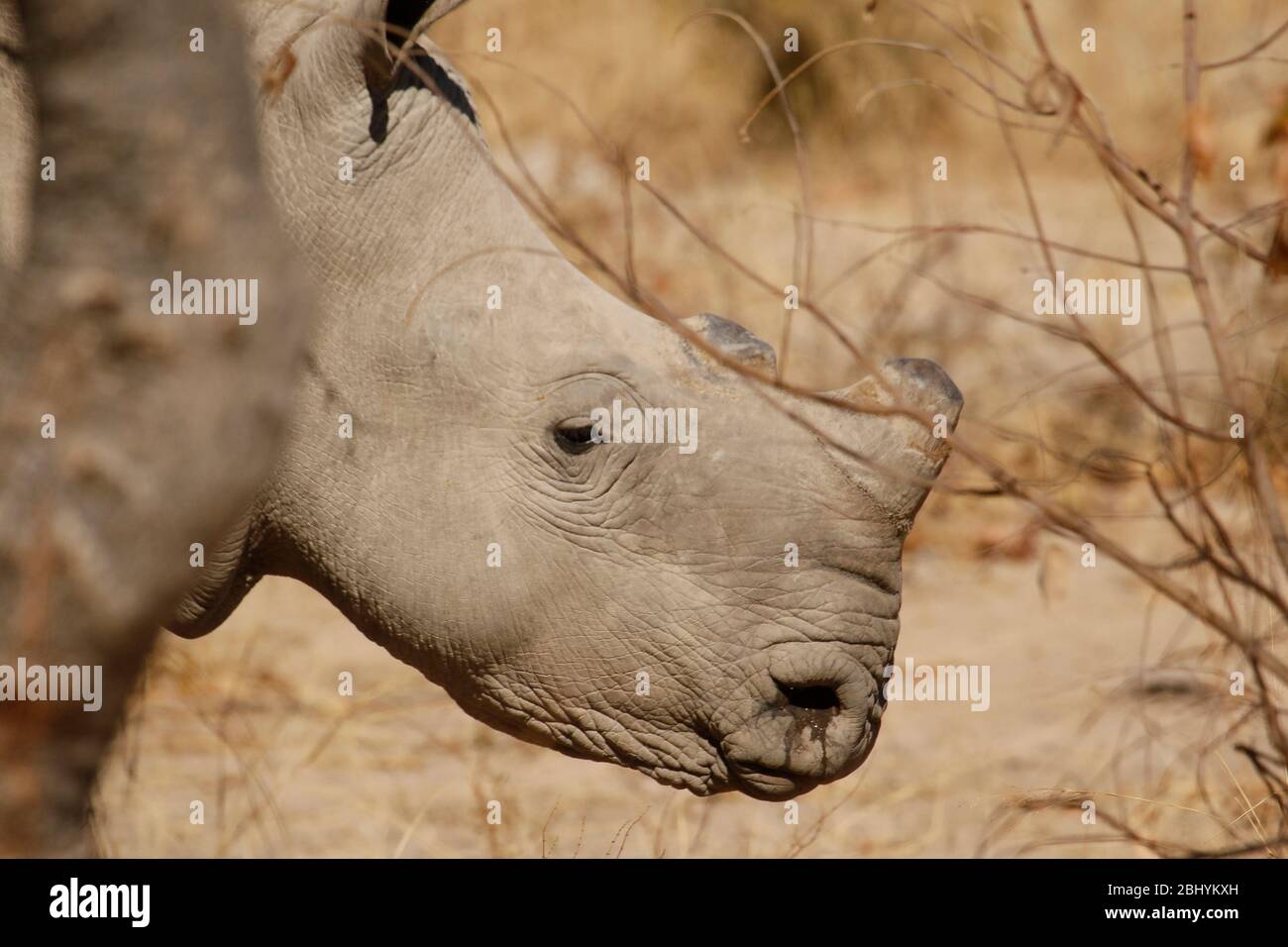 WHITE RHINOCEROS (Ceratotheim simum) Kruger Nationalpark, Südafrika Stockfoto