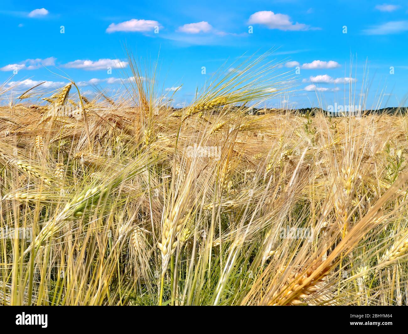 Ein Getreidefeld, das zur Ernte unter dem blauen Himmel heranreift. Stockfoto