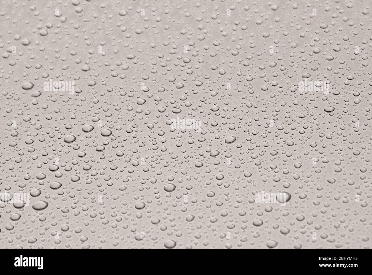 Dicke Regentropfen Rollen von einem glänzend lackierten Blech. Stockfoto