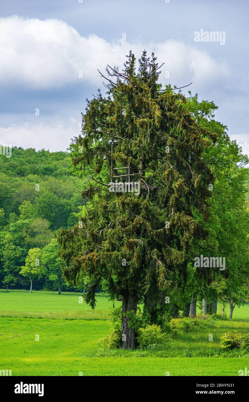 Baumhaus in einem Baum in ländlicher Umgebung. Stockfoto