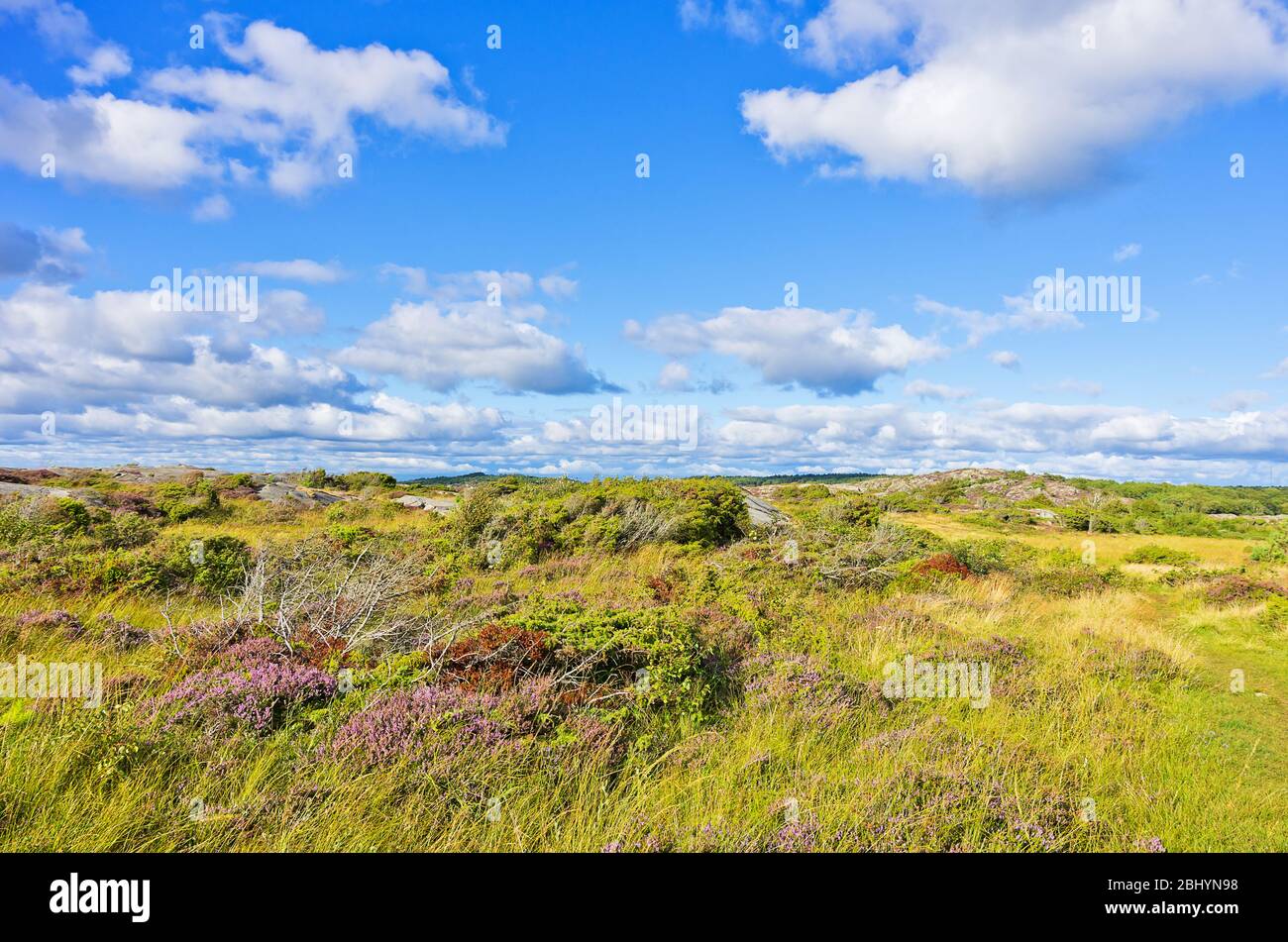 Wilde und felsige Naturheide Landschaft in einem Naturschutzgebiet in der Nähe der Stadt Varberg, Halland County, Schweden. Stockfoto