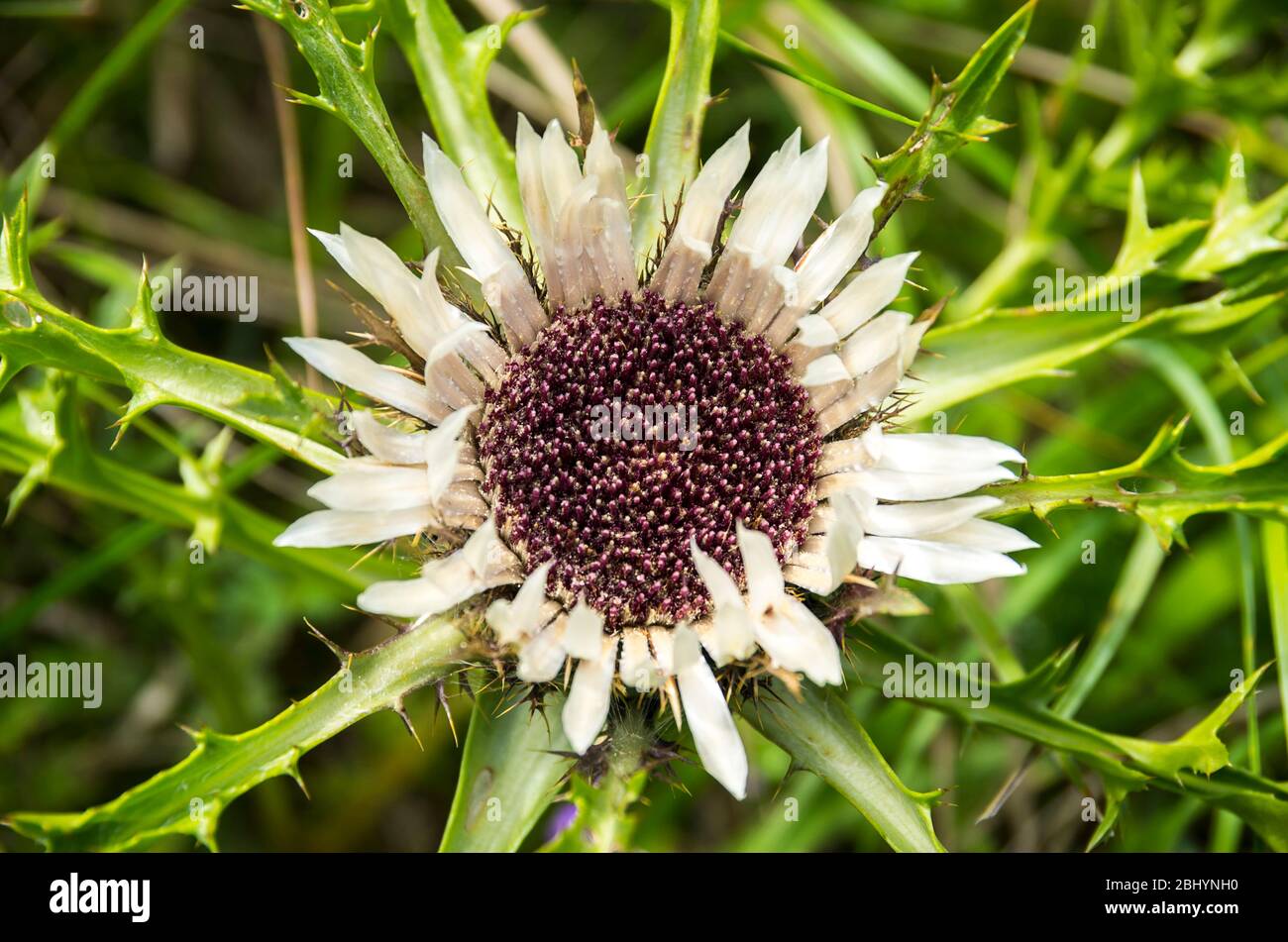 Blühendes Exemplar einer Distelpflanze, hier eine silberne Distel, Carlina acaulis. Stockfoto