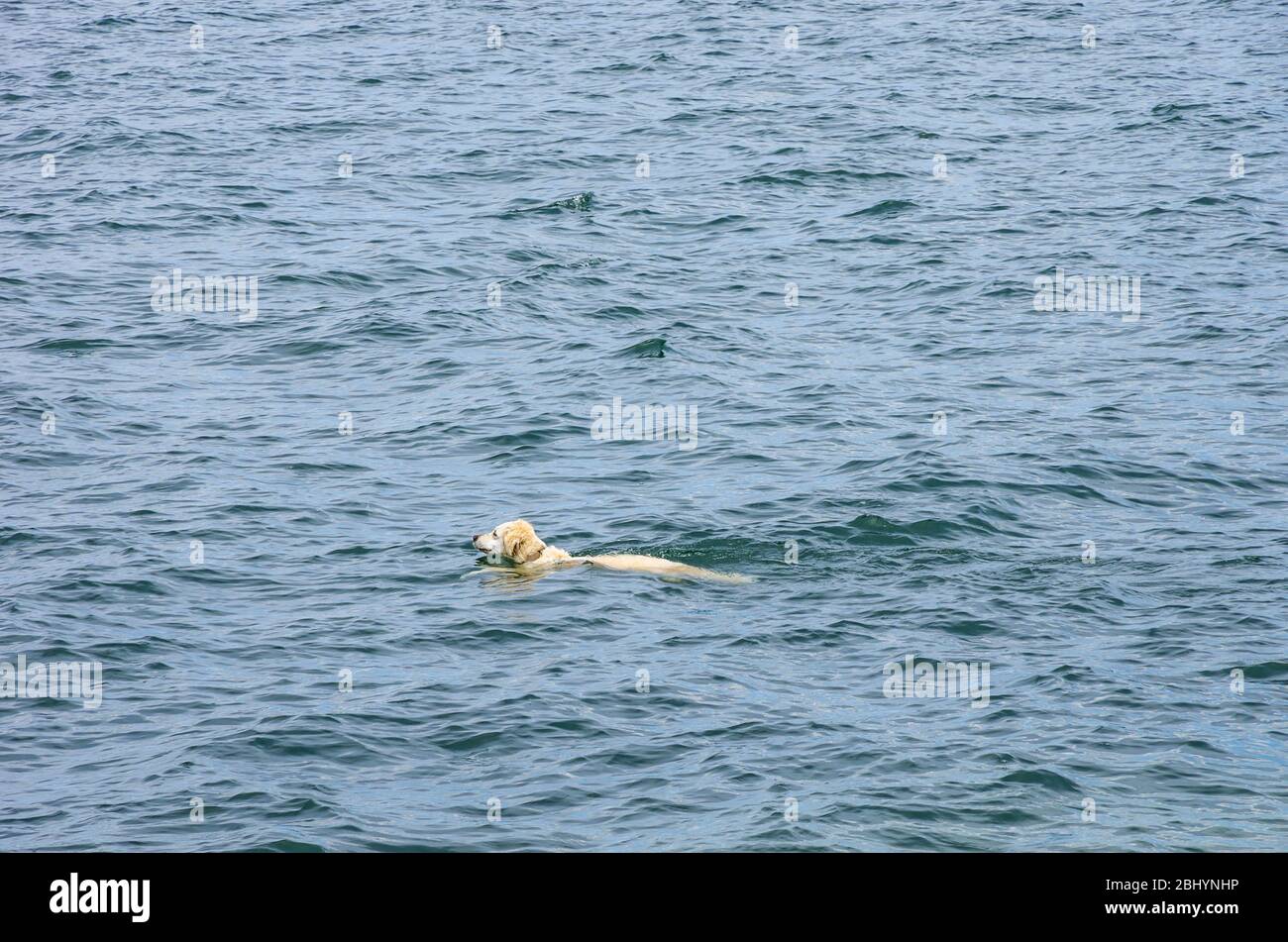 Ein Hund schwimmend über den See. Stockfoto