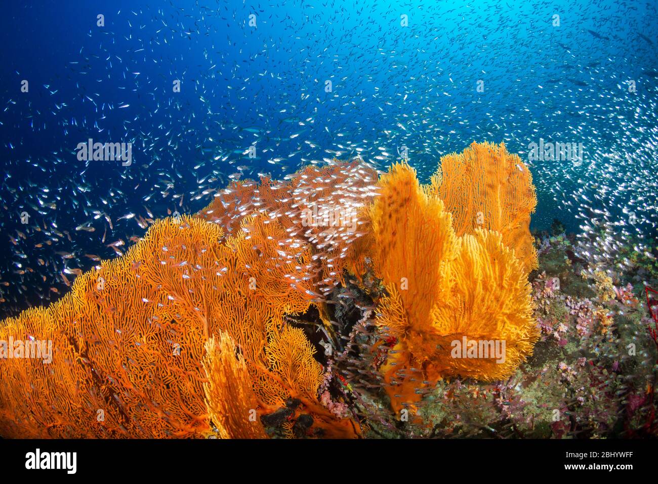 Schwärme von Tropikfischen und Glasfischen, die auf einem tropischen Korallenriff in Thailands Similan Islands um einen riesigen, empfindlichen Meeresboden schwimmen Stockfoto