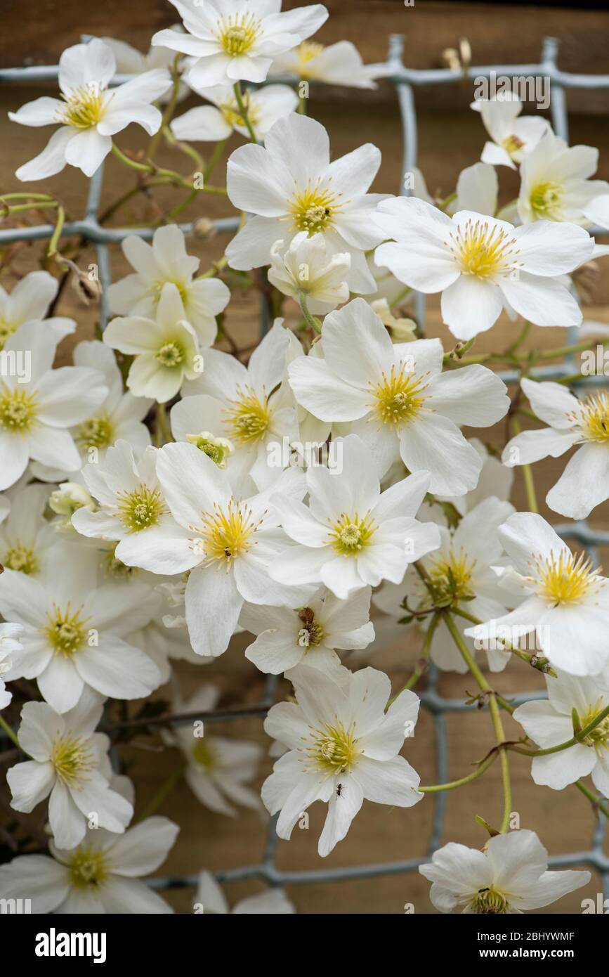 Clematis cartmanii Avalanche (syn. Lawine Blaaval) Stockfoto