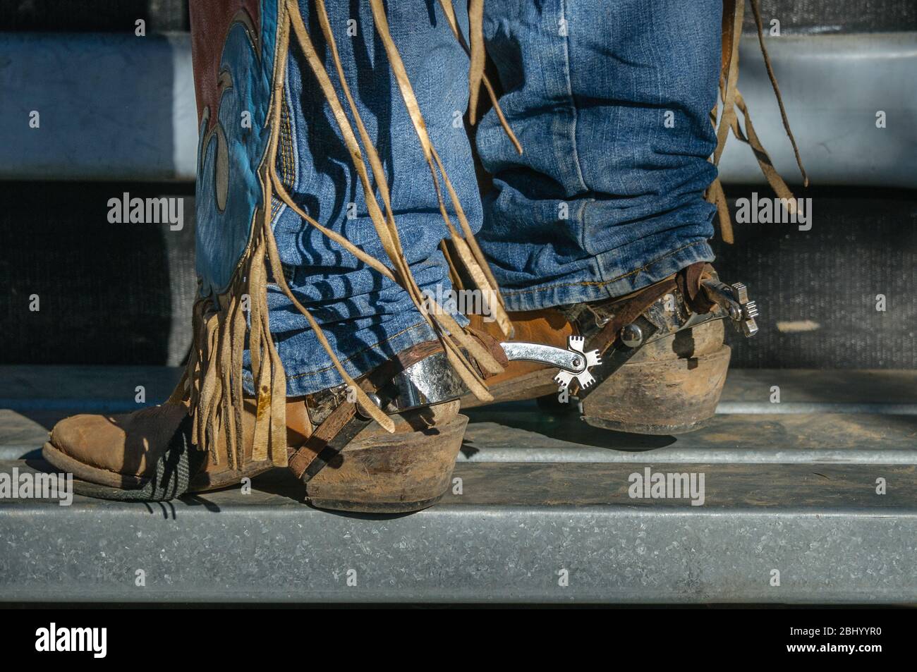 Die Unterschenkel des Rodeo-Reiters mit Jeans, Chaps, Stiefeln und Spornen auf der Plattform auf einer der Rutschen, bereit für seine Fahrt in Mareeba in Australien. Stockfoto