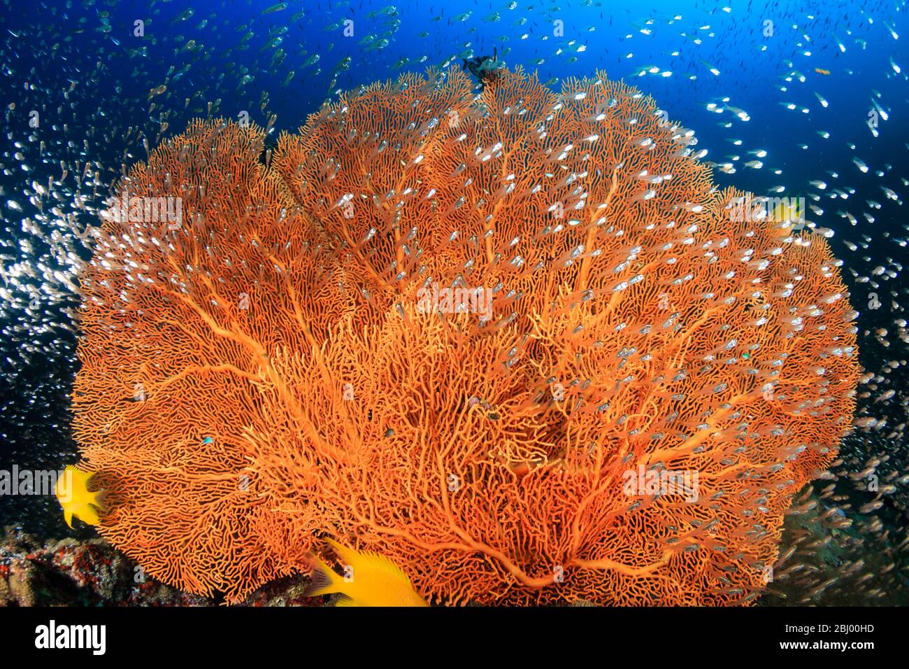 Schwärme von Tropikfischen und Glasfischen, die auf einem tropischen Korallenriff in Thailands Similan Islands um einen riesigen, empfindlichen Meeresboden schwimmen Stockfoto
