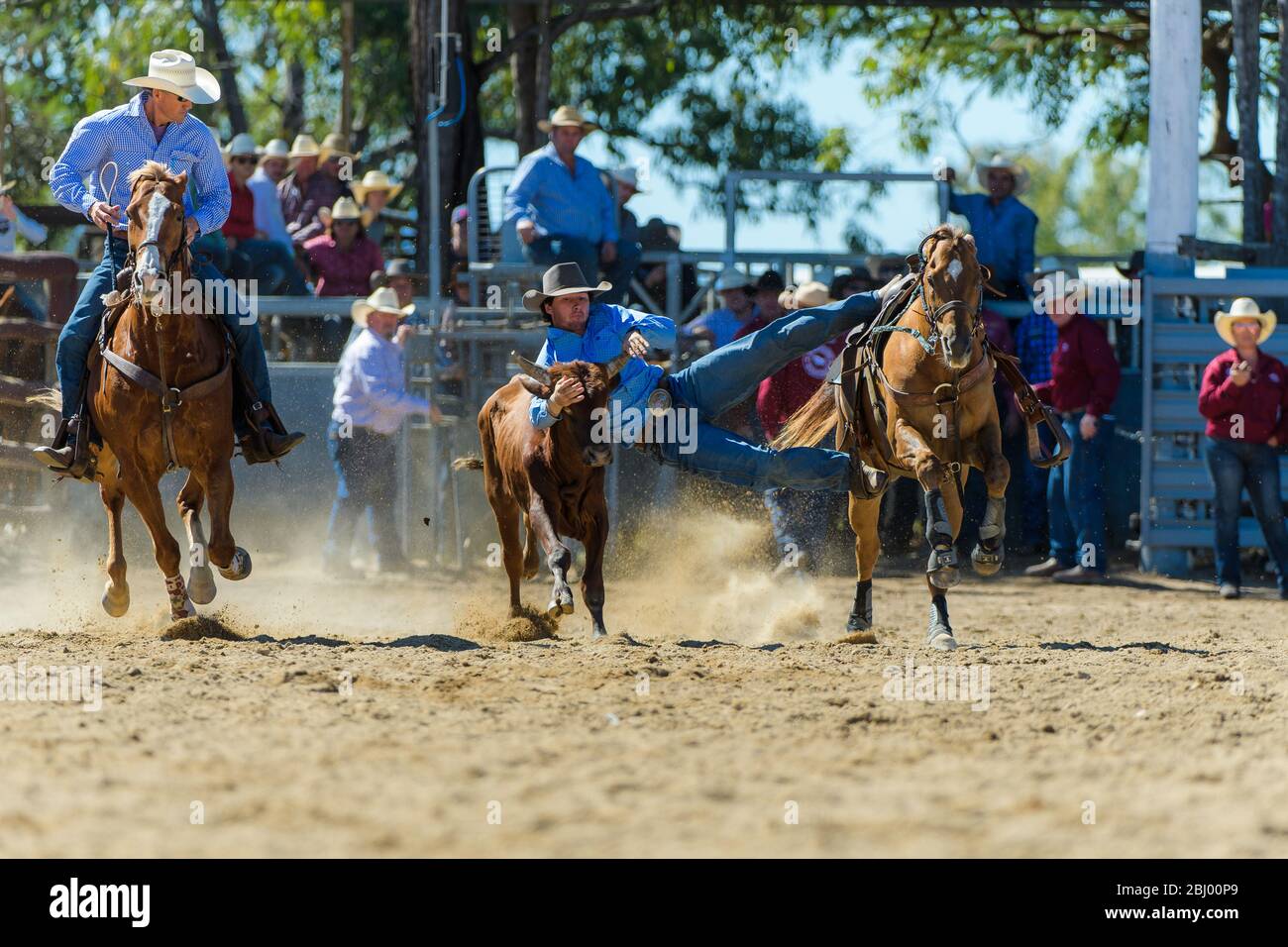 Team Steer Wrestling Rodeo Event mit Cowboy springt von seinem Pferd auf die Running Steer im Mareeba Rodeo in Australien. Stockfoto