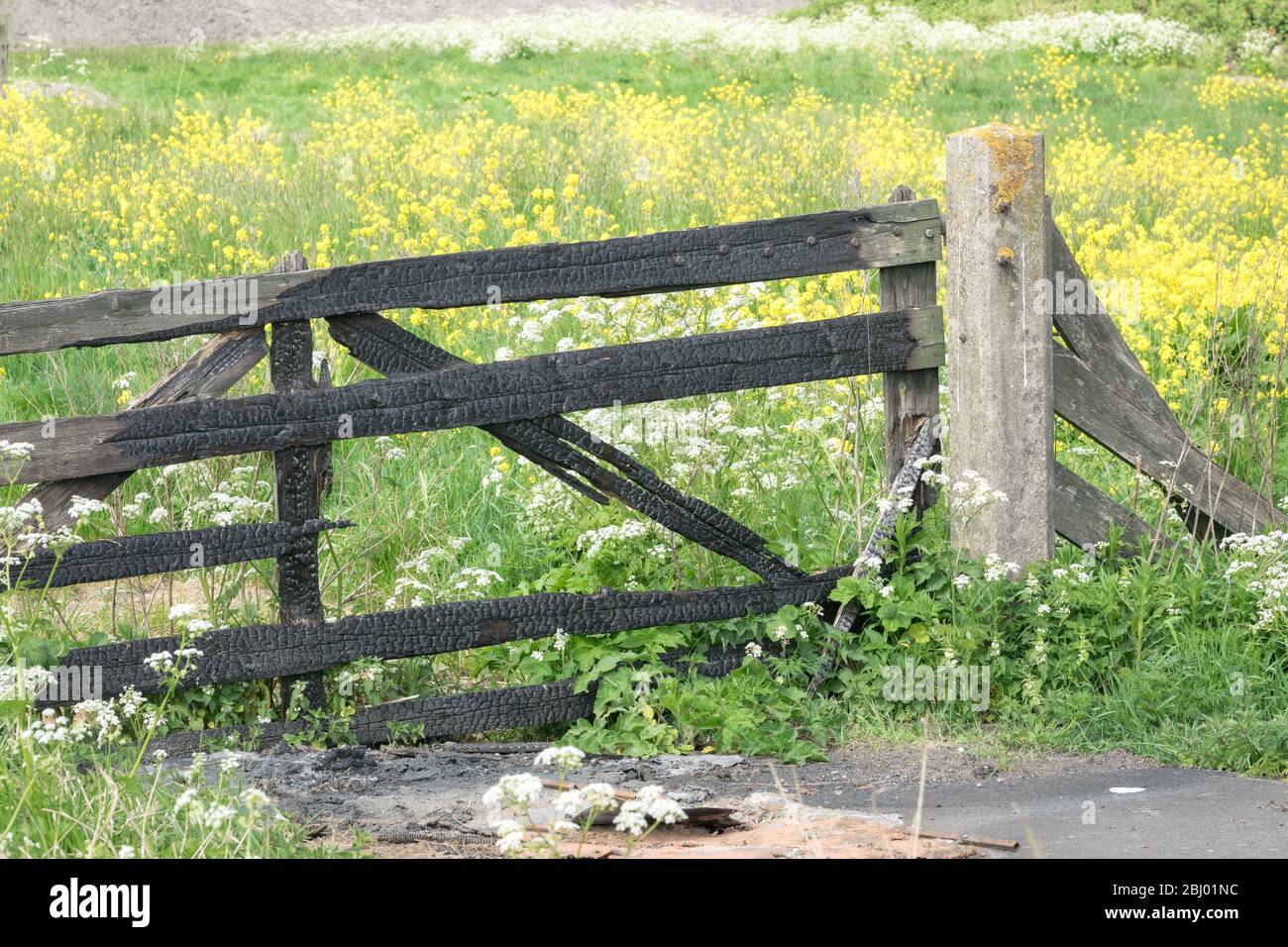 Verwitterter Holzzaun in der Landschaft von Holland. Bunte gelbe Blüten im Hintergrund. Stockfoto