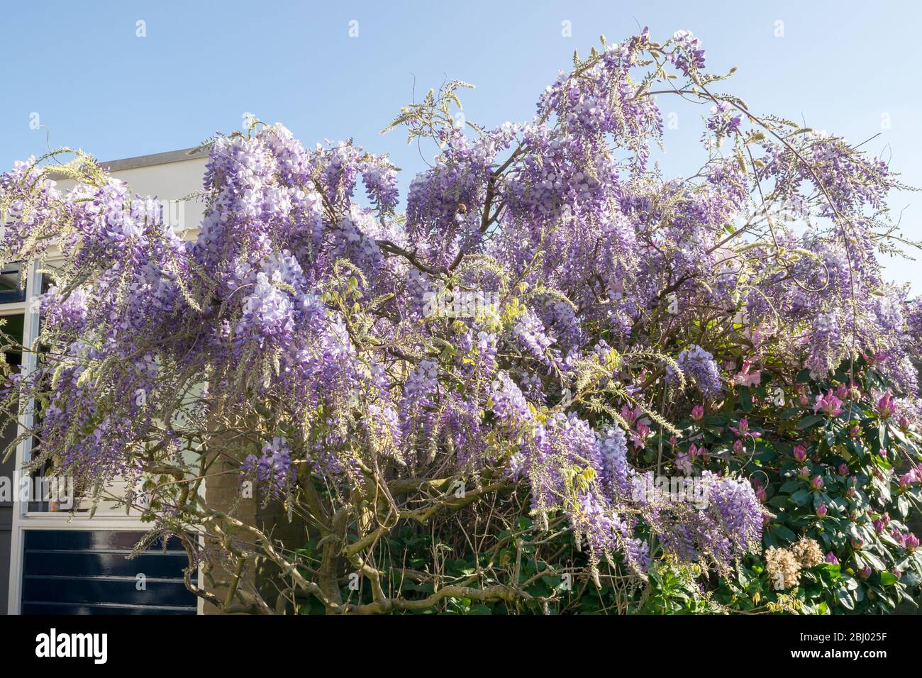 Schöne lila oder violett gefärbte Blüten der chinesischen Wisteria (Wisteria sinensis ‘produlific’). Kletterpflanze im Garten im Frühling. Stockfoto