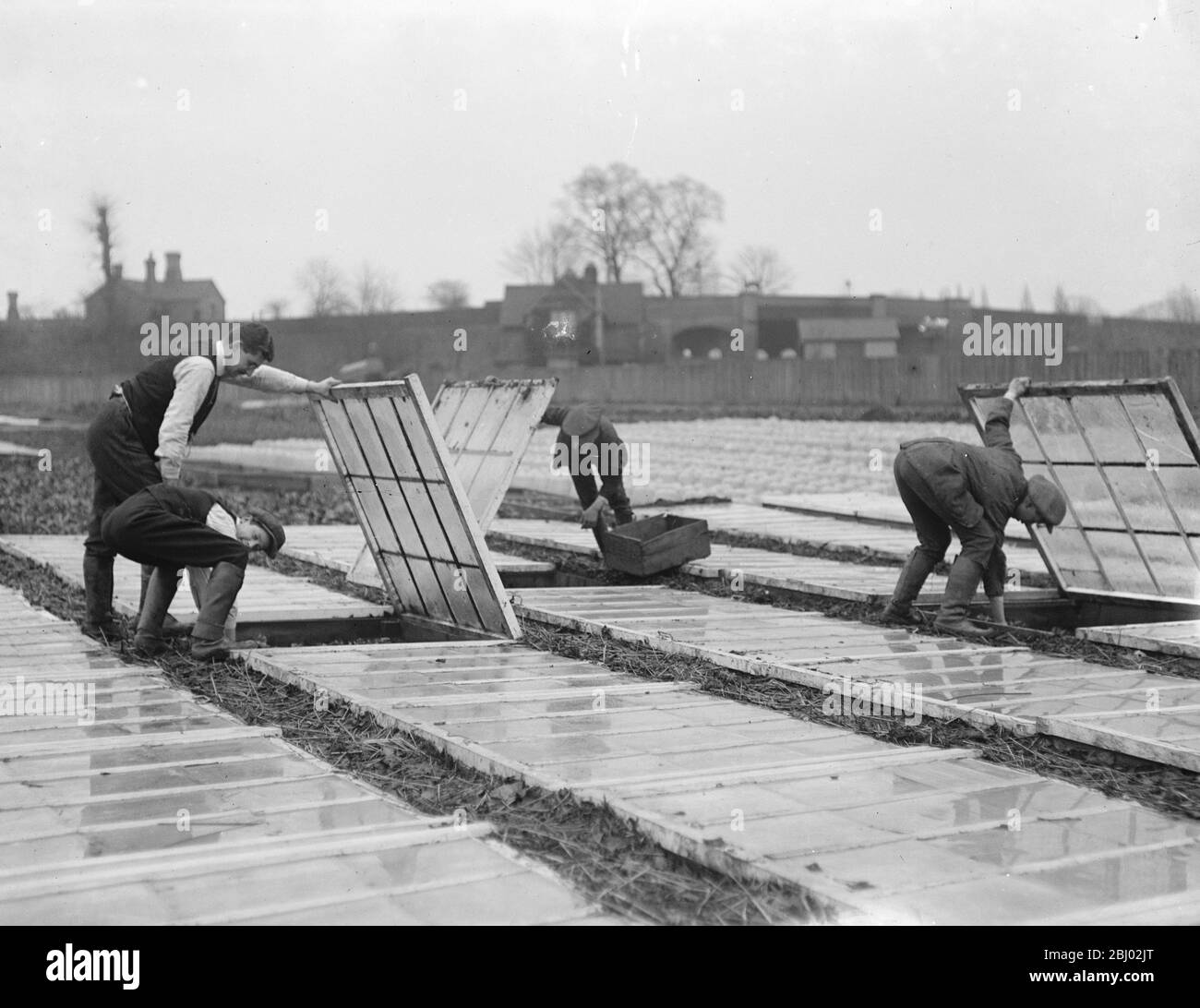 Ein französischer Gärtner in Mitcham wächst Kartoffeln unter Glas, neue Kartoffeln zu dieser Jahreszeit würde 2/-6 pro Pfund - 17. Januar 1917 zu holen Stockfoto