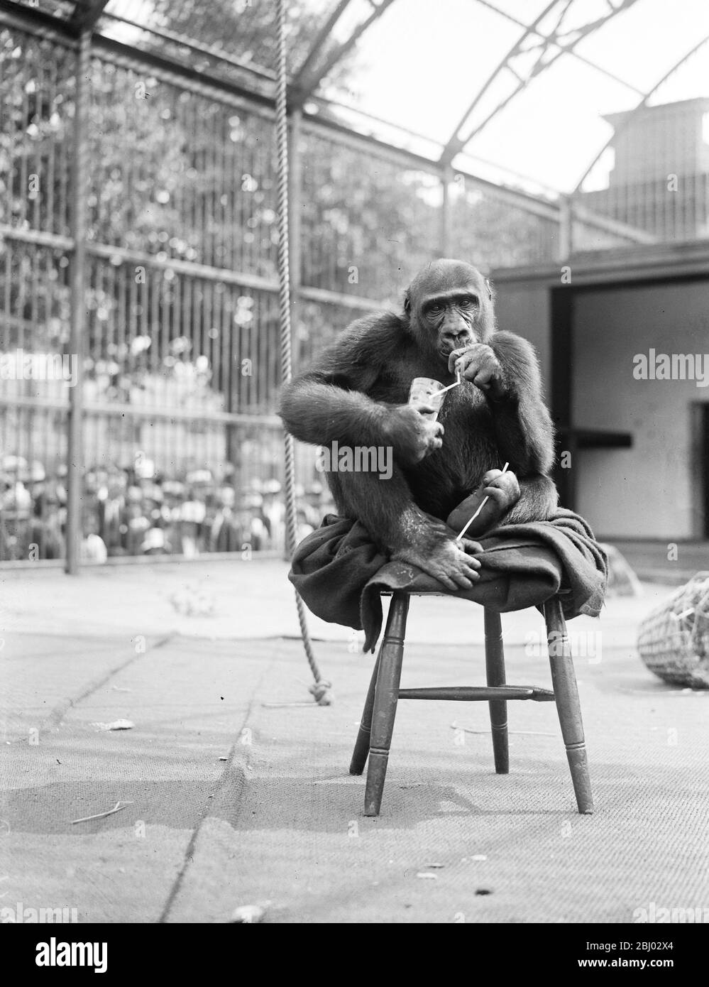 Schwüle Tage im Zoo - John Daniel , der berühmte Gorilla , nimmt ein Eisobstgetränk durch ein Stroh auf - 16. Juli 1925 Stockfoto