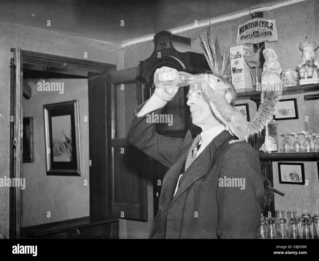Ein Mann gibt einem gezähmten Eichhörnchen, das auf seiner Schulter thront, ein Getränk. - 1939 Stockfoto