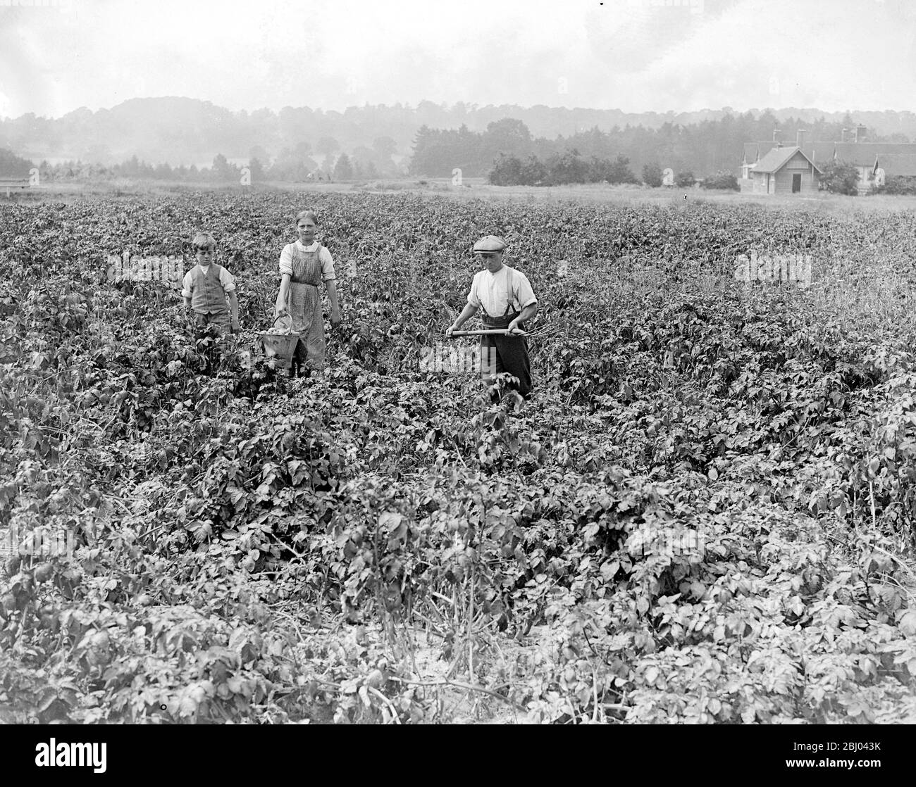 Der Potato Crop Sandy Lodge Golfplatz. - 10. Juli 1916 Stockfoto