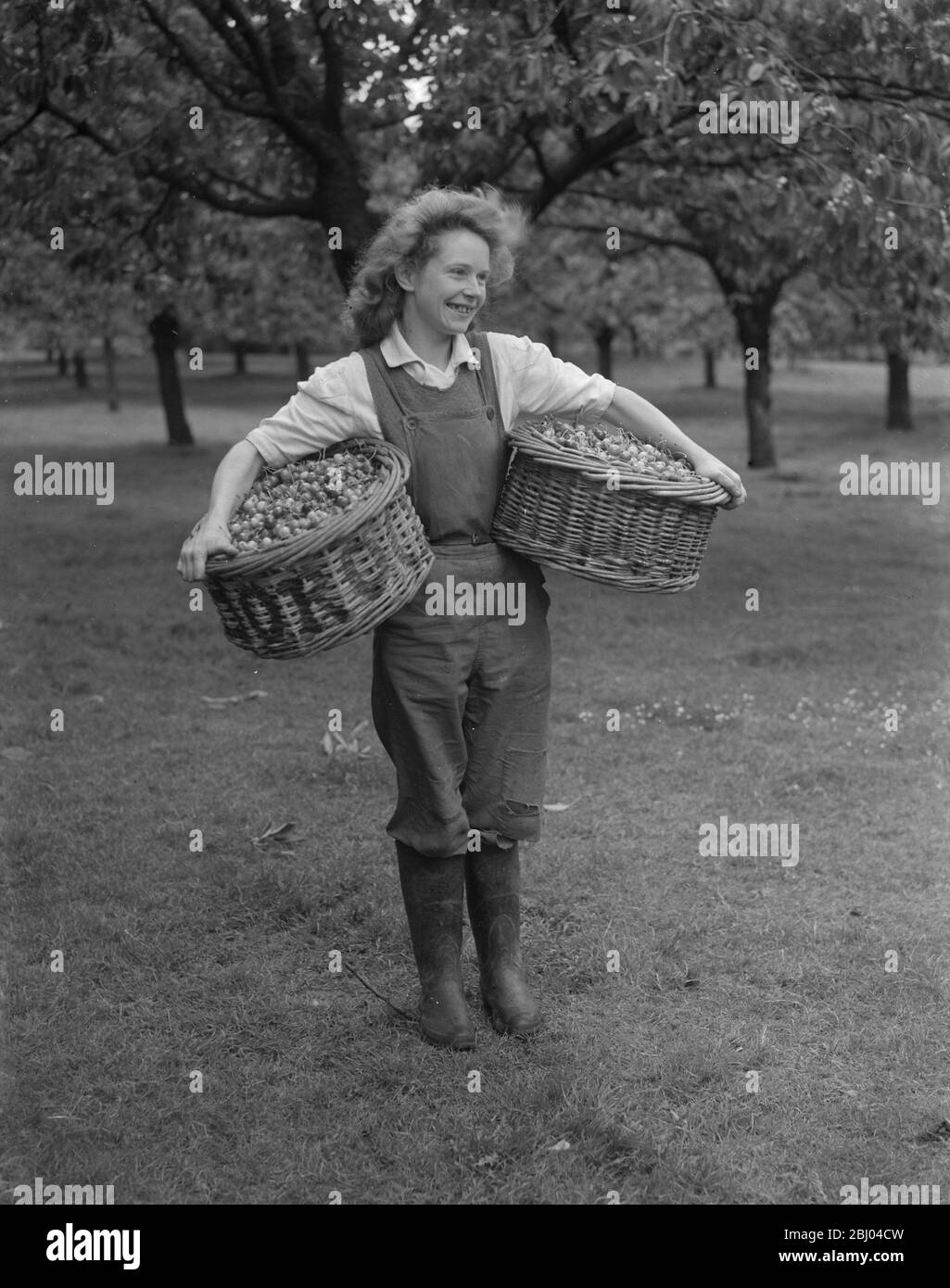 Kirschernte auf einem Bauernhof in der Nähe von Gravesend in Kent - Juni 1946 Stockfoto