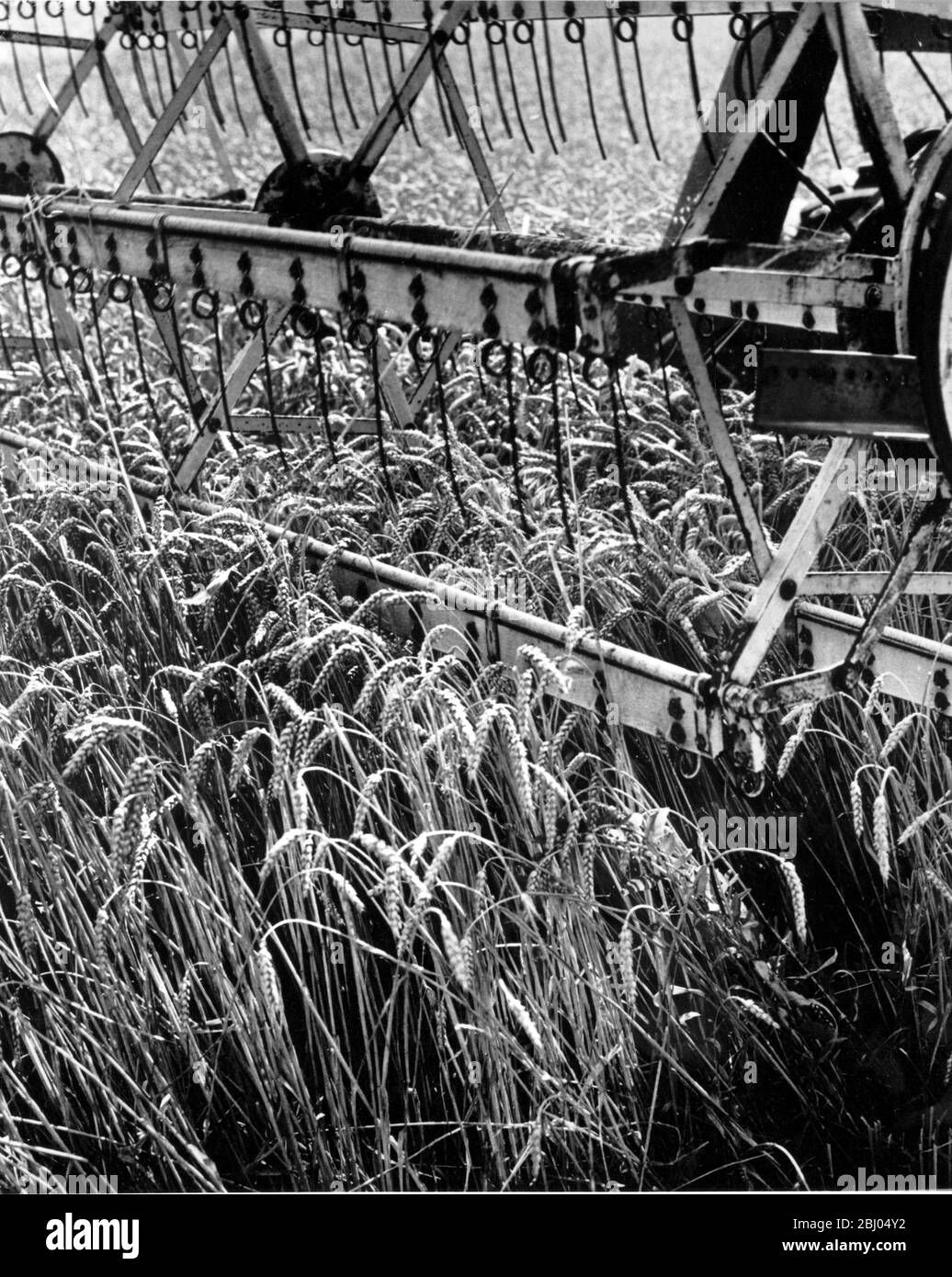 Mähdrescher bei der Arbeit im Feld. Stockfoto