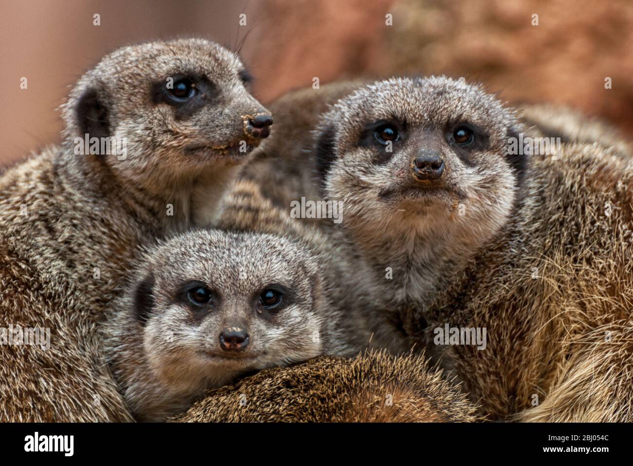 Eine Gruppe von niedlichen Erdmännchen Stockfoto