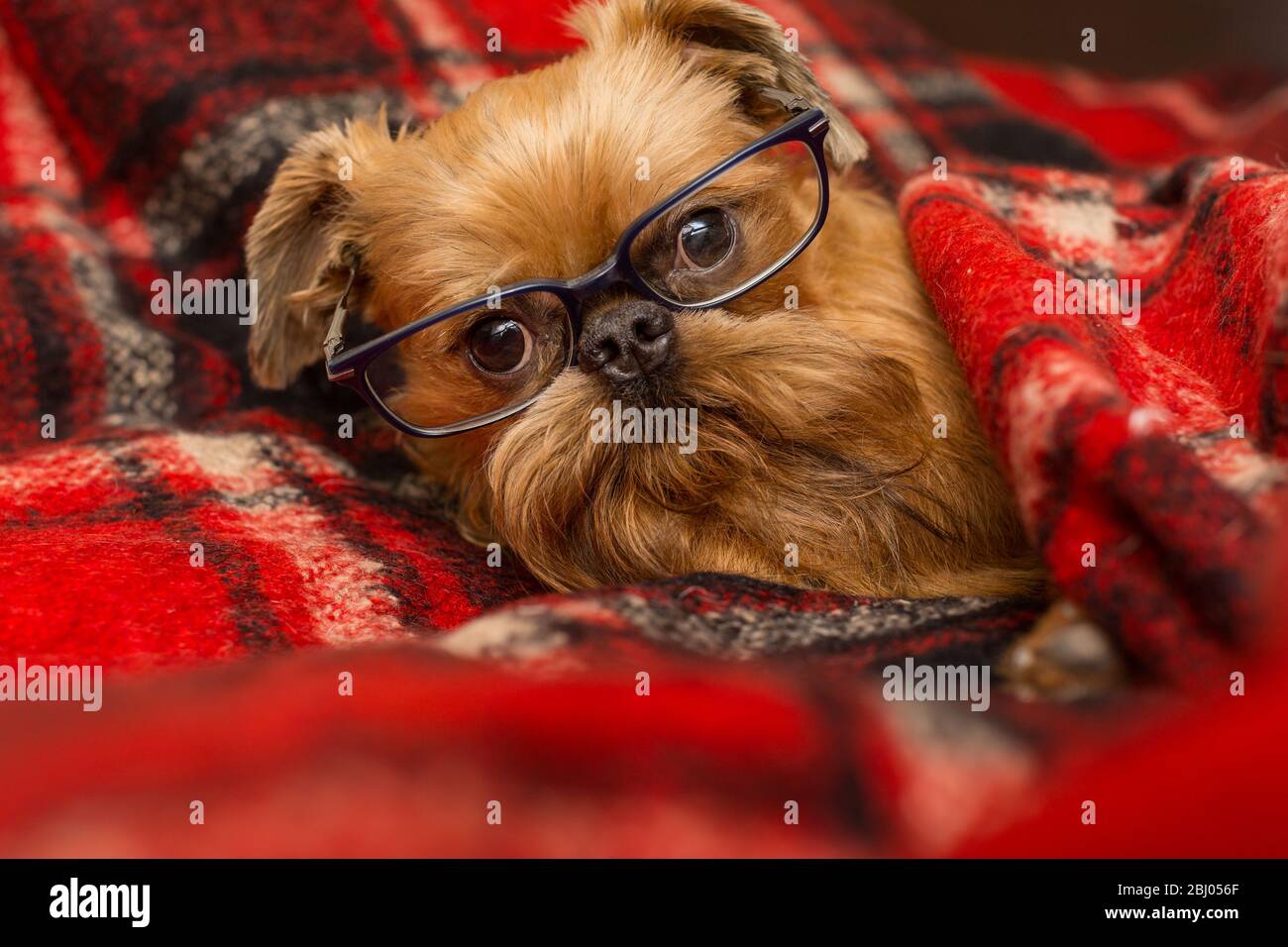 Hund mit Brille liegt bequem im Bett Stockfoto