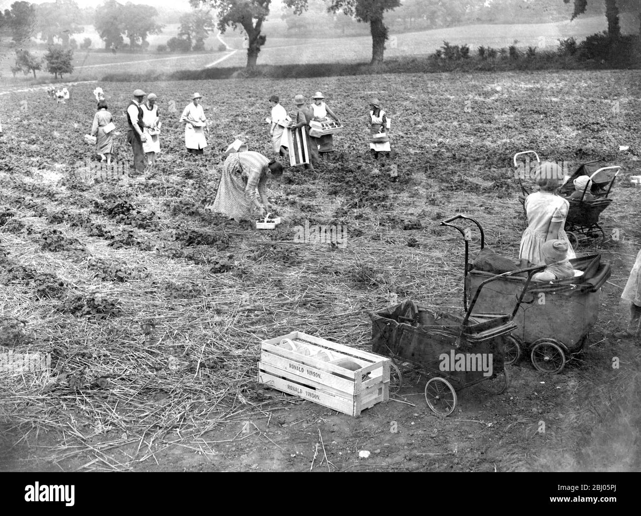 Erdbeerernte - Frauen, die auf den Feldern arbeiten, pflücken Erdbeeren mit ihren Kindern, einige in Kinderwagen - . - 1934 Stockfoto
