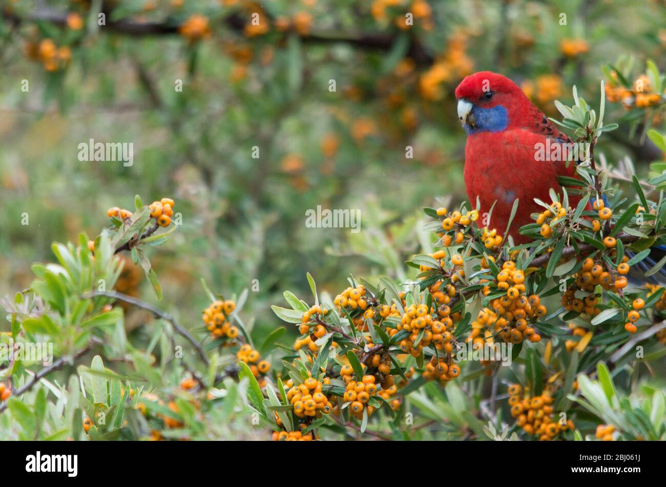 Wild Crimson Rosella beim Beerenessen von einem Baum in einem Hinterhof in Australien Stockfoto