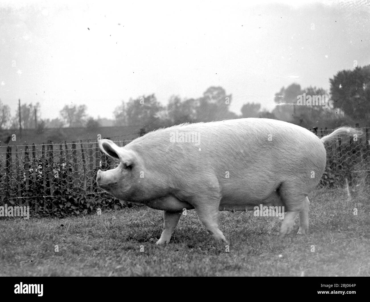 Champion Pig B. H. Brent. - 1934 Stockfoto