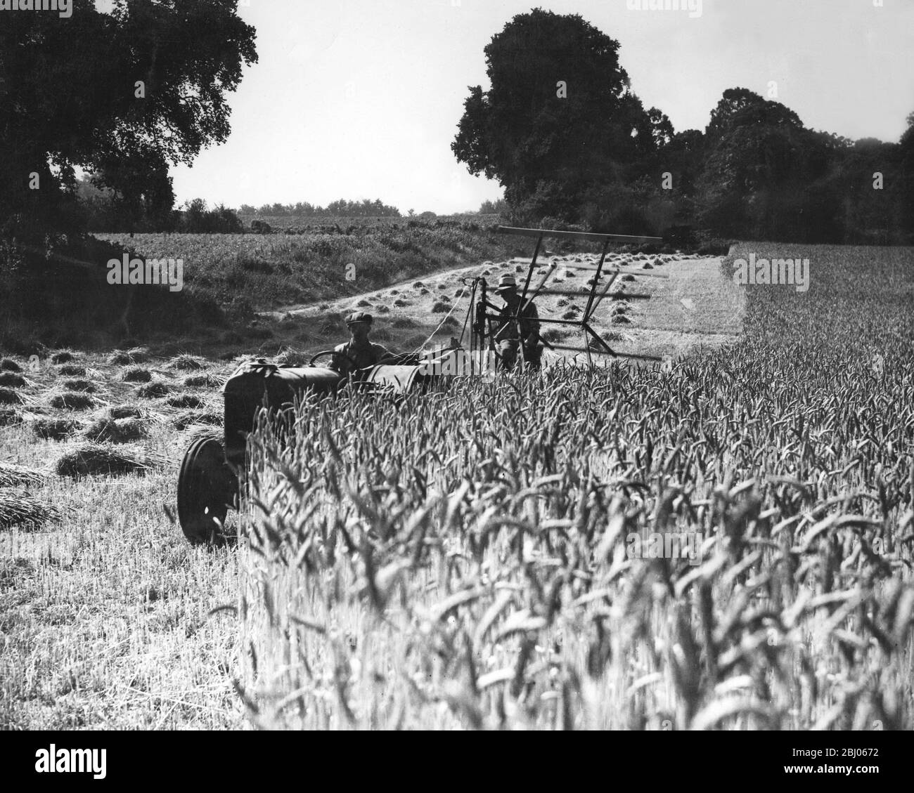 Zwei Bilder, die aus fast demselben Blickwinkel auf dem Grays Farm Estate (LCC) in der Nähe von Orpington, Kent, aufgenommen wurden. (X Ref. M00982242). - Dieses erste Bild zeigt das Land, als es für die Landwirtschaft genutzt wurde - mit einer ausgezeichneten Weizenernte. - das heutige Bild (X Ref.) zeigt die Fortschritte der Bauherren. Nur der Baum links und die Kopse rechts oben bleiben von der ursprünglichen Ansicht. - Häuser werden mit einer Rate von 30/40 pro Woche gebaut und werden viele Tausende von Londoner Arbeitern beherbergen. - 10. Februar 1950 Stockfoto