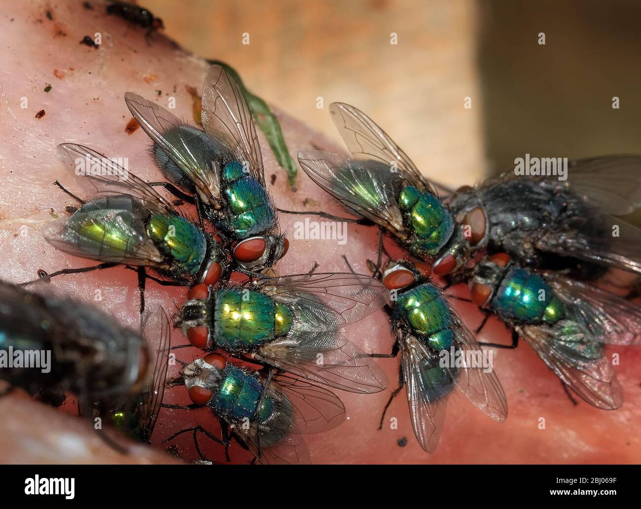 Die gewöhnliche grüne Flaschenfliege ist eine in den meisten Gebieten der Welt gefundene Blowfly und ist die bekannteste der zahlreichen grünen Flaschenfliegenarten Stockfoto