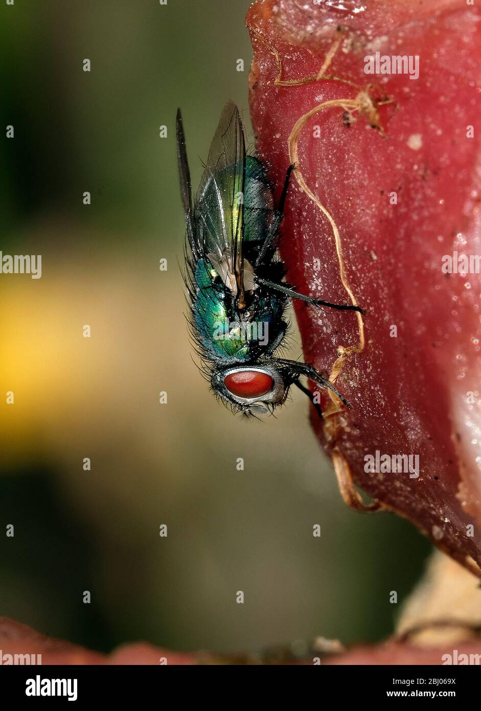 Die gewöhnliche grüne Flaschenfliege ist eine in den meisten Gebieten der Welt gefundene Blowfly und ist die bekannteste der zahlreichen grünen Flaschenfliegenarten Stockfoto