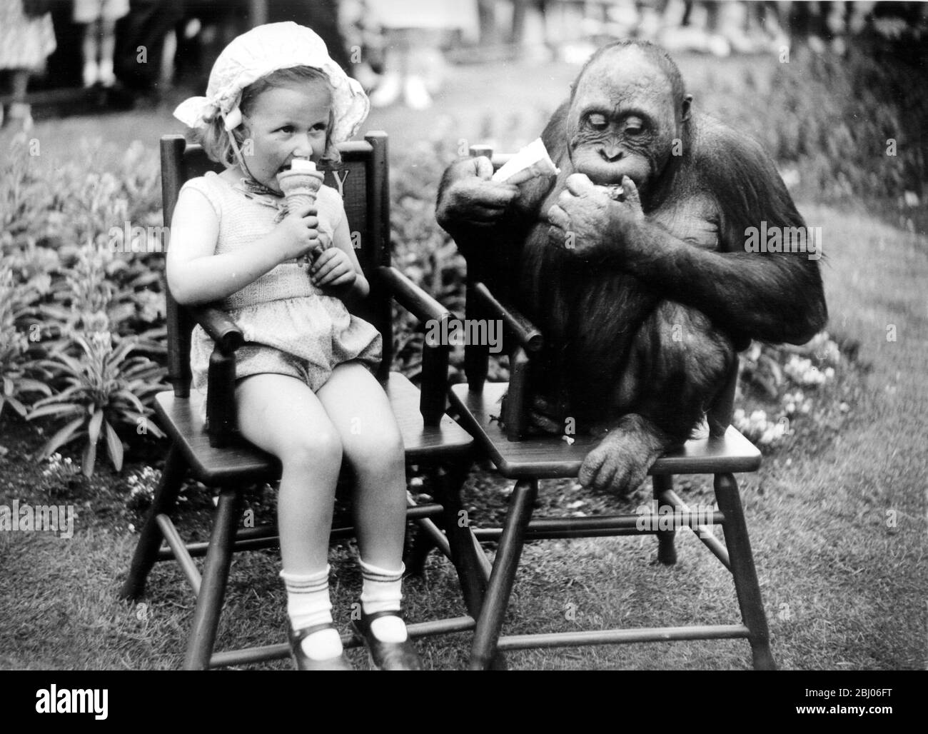 Jedes Kind liebt Eis, aber auch Spike, das Orang OUtan im London Zoo. Als sich die kleine Carol Phillips auf einem Stuhl niederließ, um ihr Eiskornett zu genießen, zog sie die Aufmerksamkeit von Spike auf sich, der sich entschied, dass auch er eine möchte. Nach dem Gesichtsausdruck zu urteilen, fand er es nach seinem Geschmack, obwohl ihm die Kälte des Eises beim ersten Bissen den Atem raubte. - 30. Juni 1949 Stockfoto
