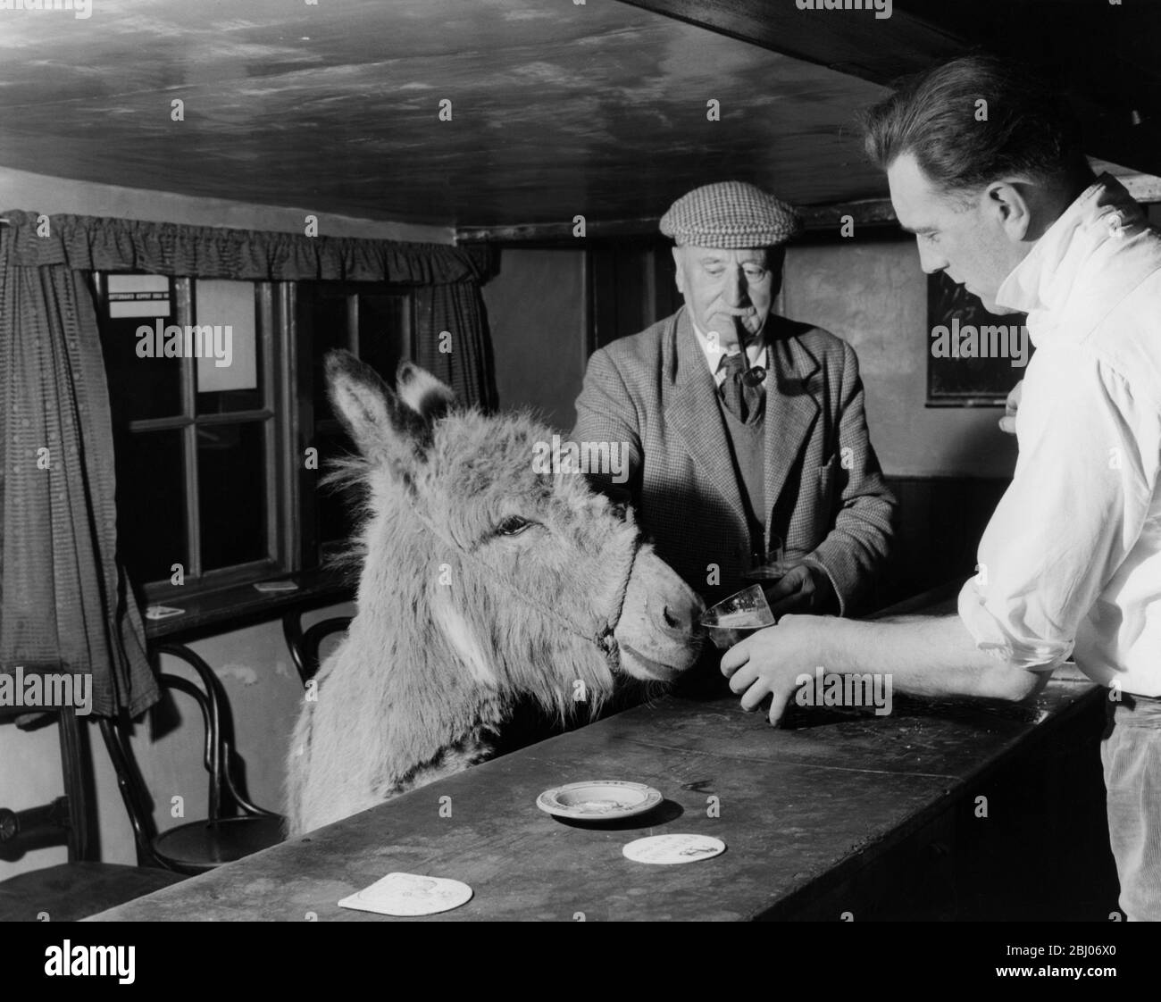 Haustier Esel im Blue Bell Inn, Beltring, Kent. Der Vermieter Stuart Butchers bietet ihm ein Glas Bier und einen Kundenangucken an. 1957 Stockfoto