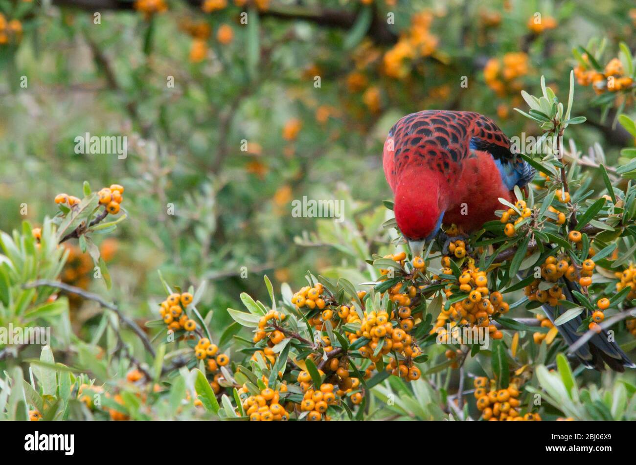 Wild Crimson Rosella beim Beerenessen von einem Baum in einem Hinterhof in Australien Stockfoto