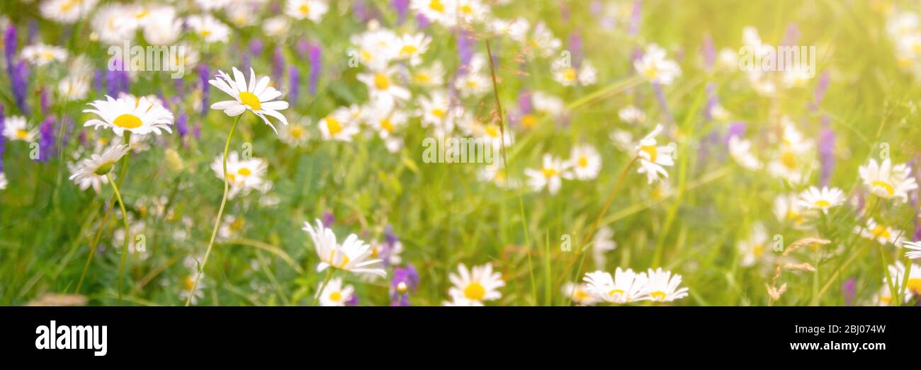 Sonnenschein auf einem Feld von Gänseblümchen und Blumen, Frühling und Sommer Natur Panorama Hintergrund Stockfoto
