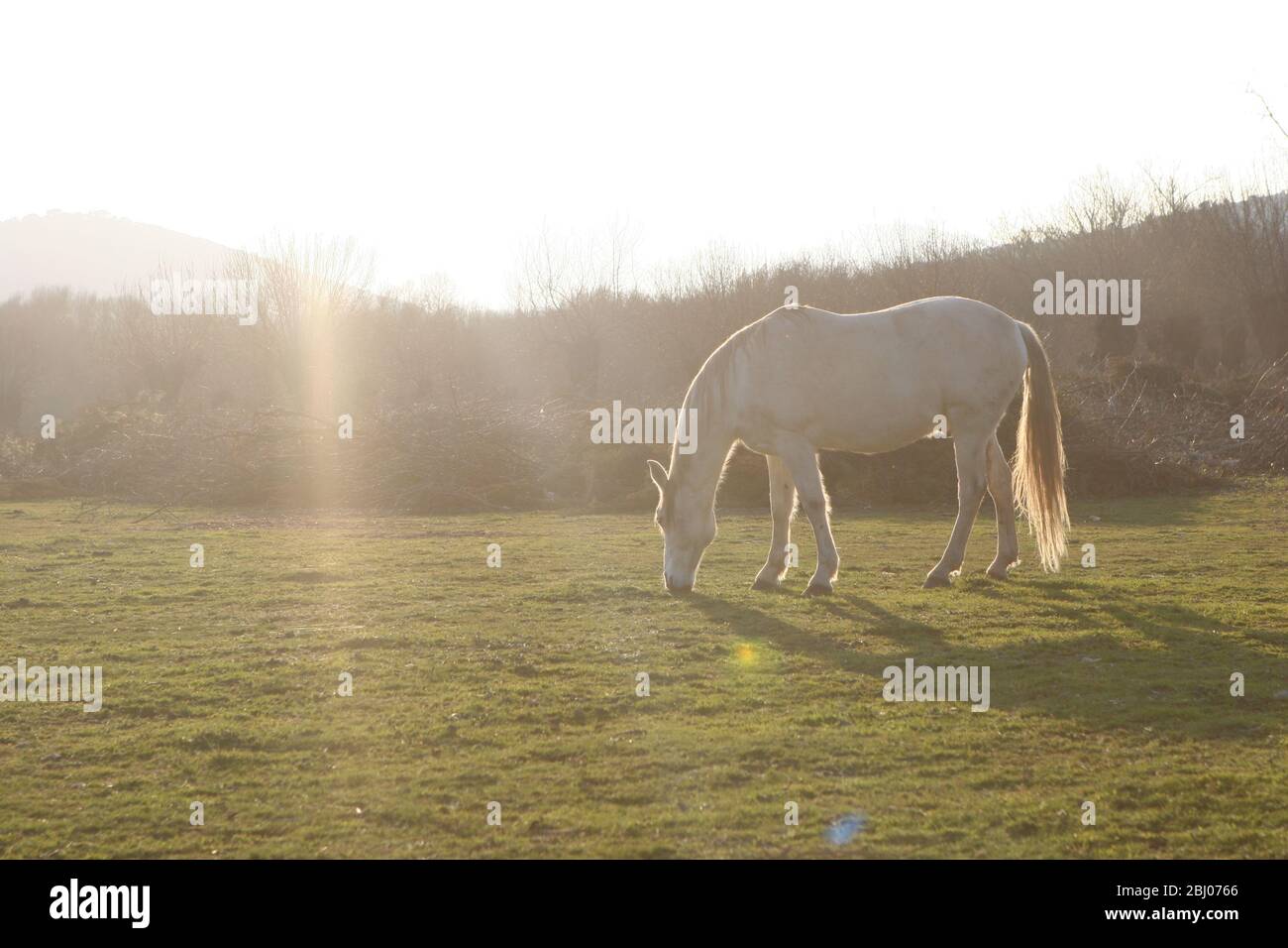 Sonnenscheinpferd Stockfoto