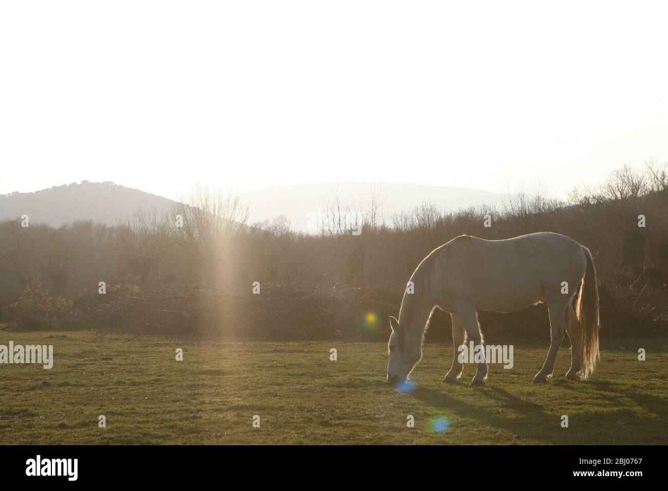 Sonnenscheinpferd Stockfoto