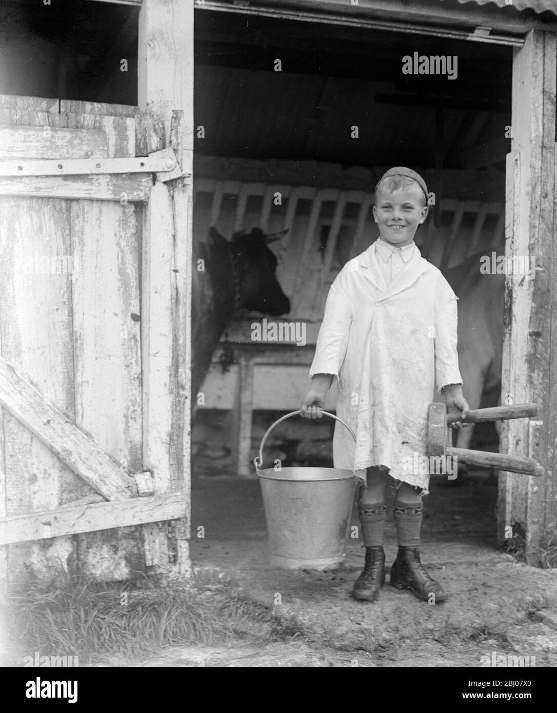Ein kleiner Junge machte sich auf, um die Kühe mit seinem Eimer und Melkhocker zu melken. England. - Ende der 1940er Jahre, Anfang der 1950er Jahre Stockfoto